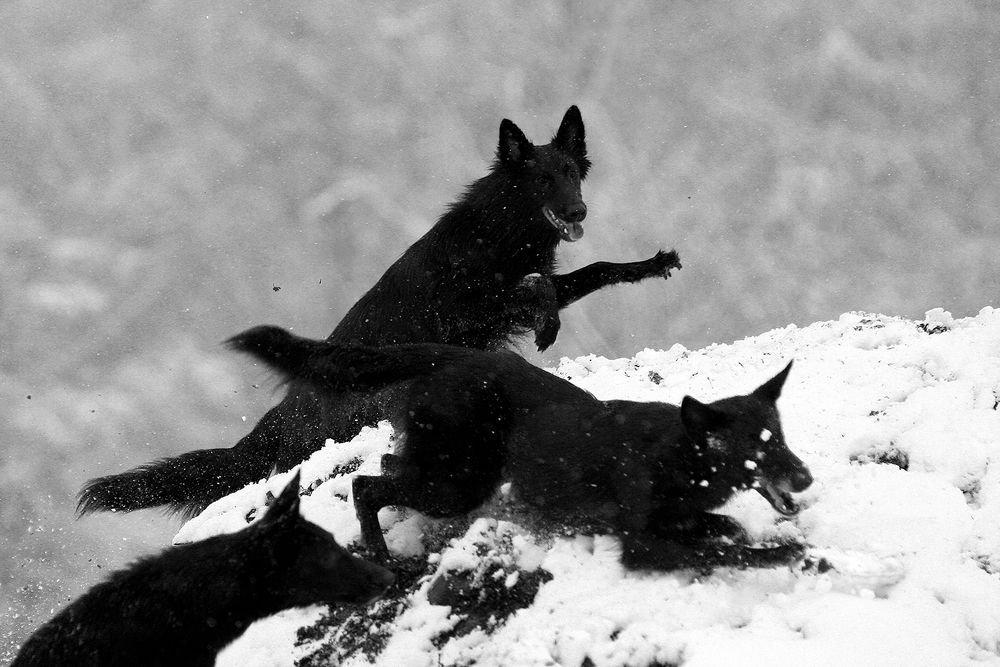 Фотография автора Надежда Лисицына