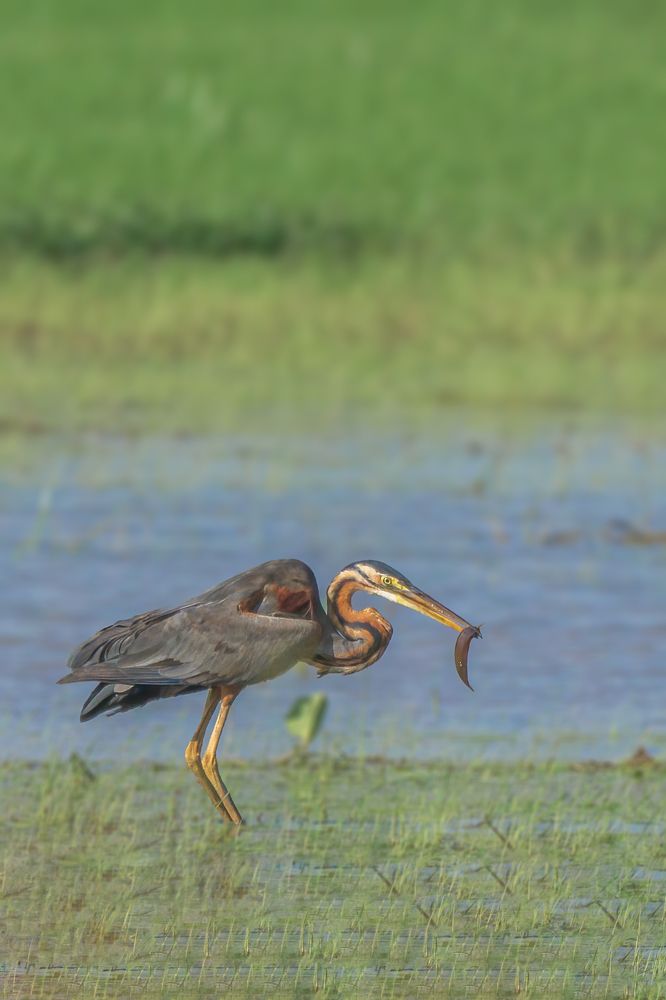 Photograph by Sonnadara Kushan Madushanka