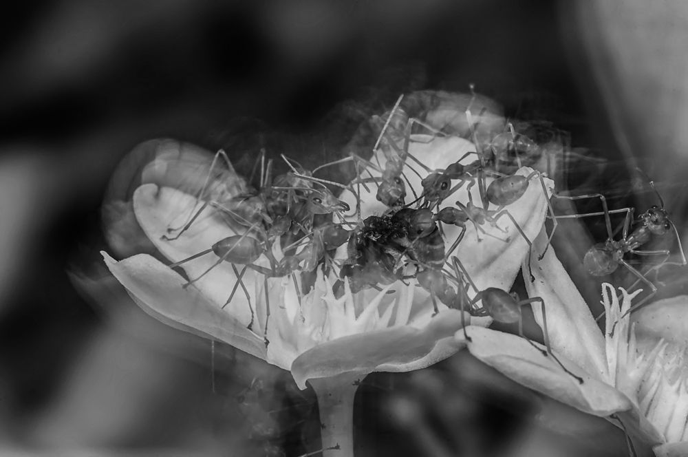 Photograph by Chamara Sulakkhana Polwatta Siriyalage