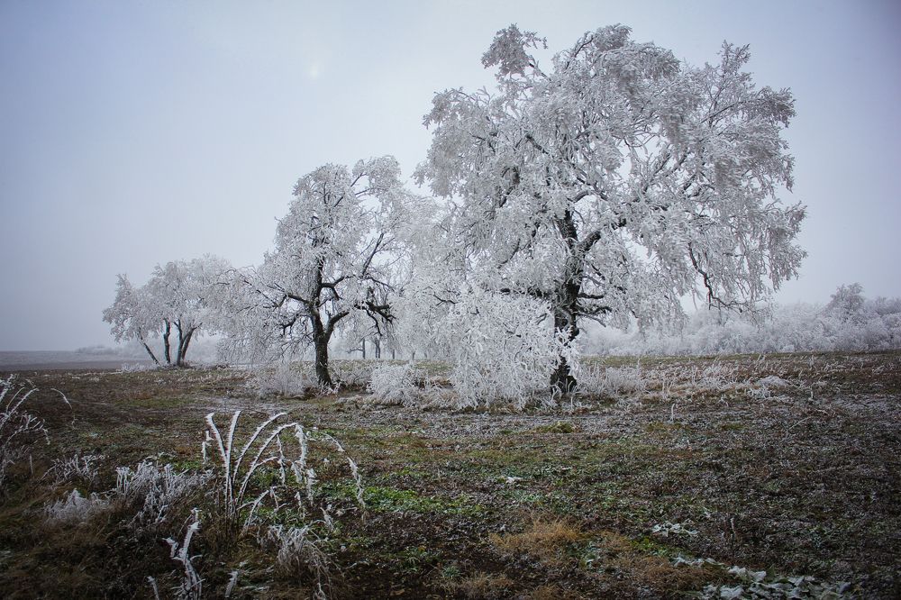 Три снежных великана...