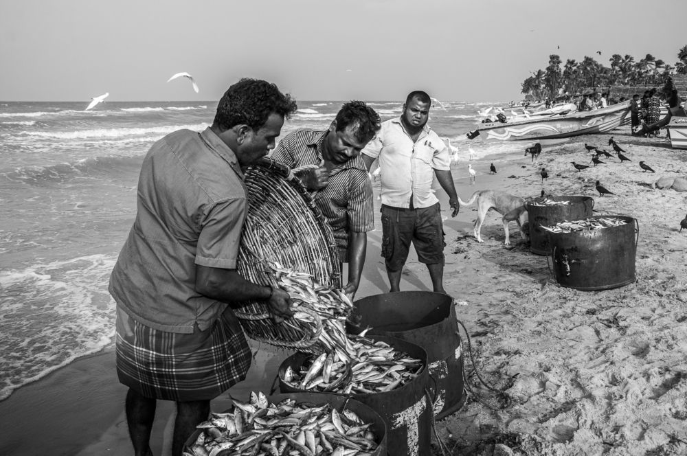 Photograph by Chamara Sulakkhana Polwatta Siriyalage