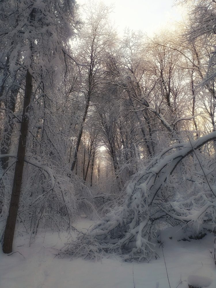Photo #8518859
