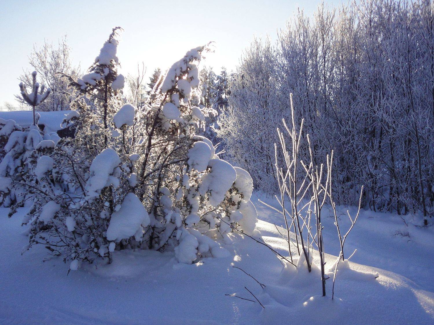 Photo #8518885