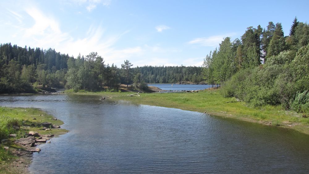 Лес возле реки