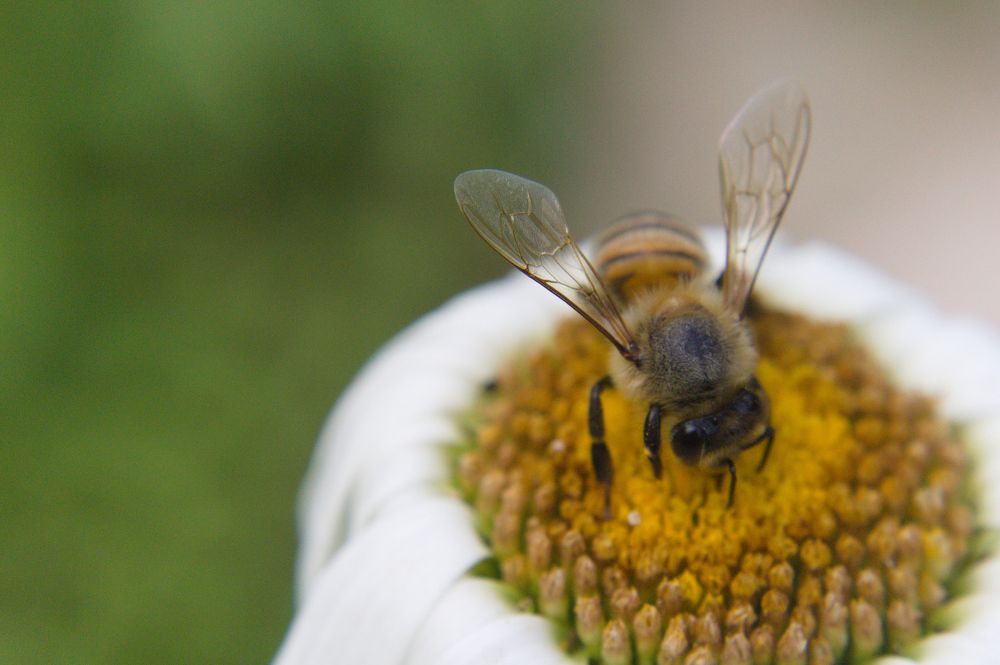 Photograph by Guillermo Topp