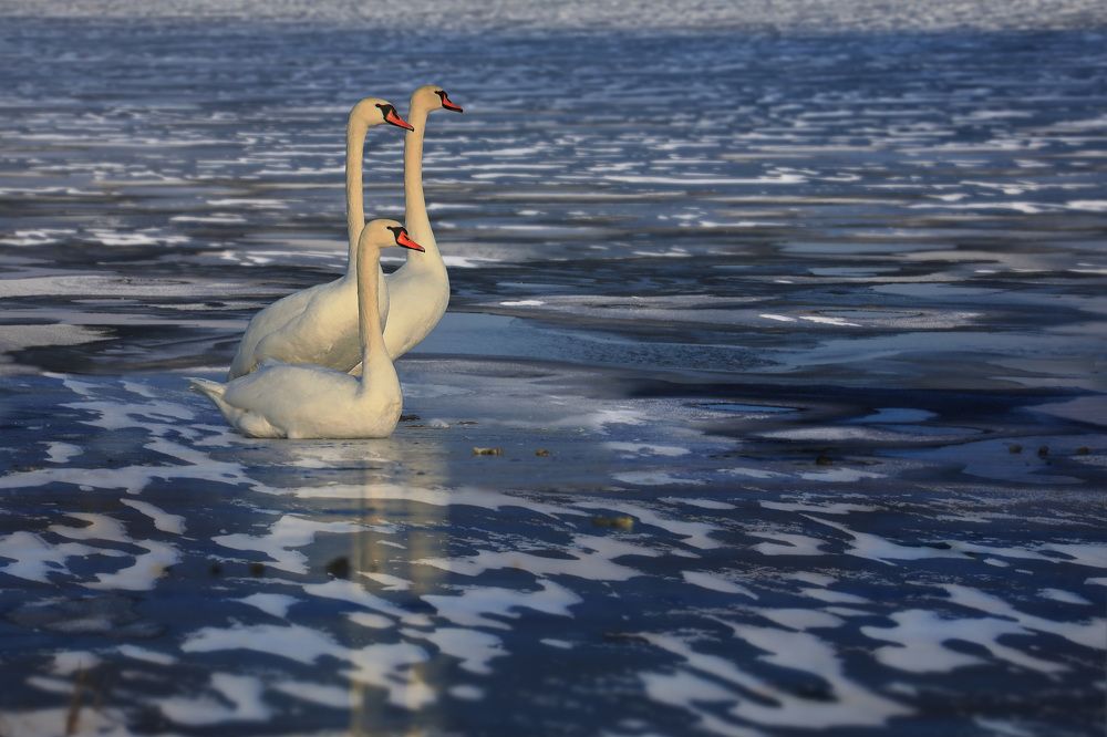 Photograph by Николай Протасеня