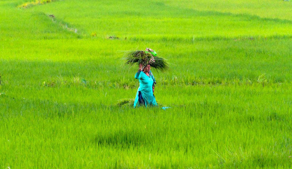 Photograph by Digvijay singh Janoti