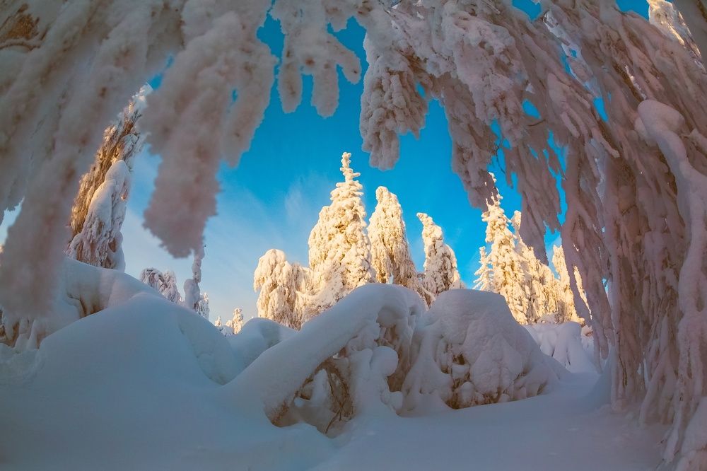В царстве Деда Мороза