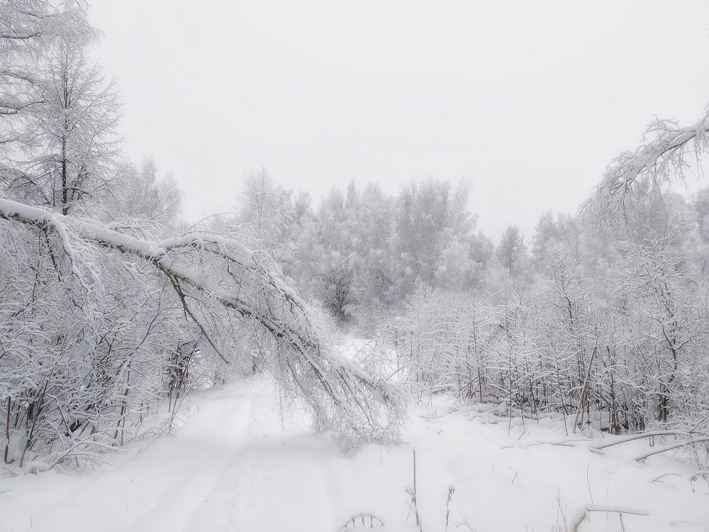 Photo #8519191