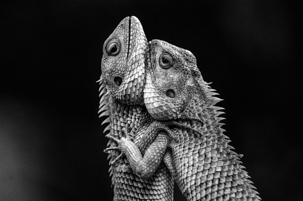 Photograph by Siddharth Rathod