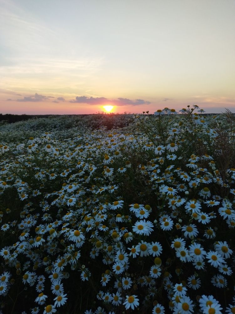 Ромашковые просторы