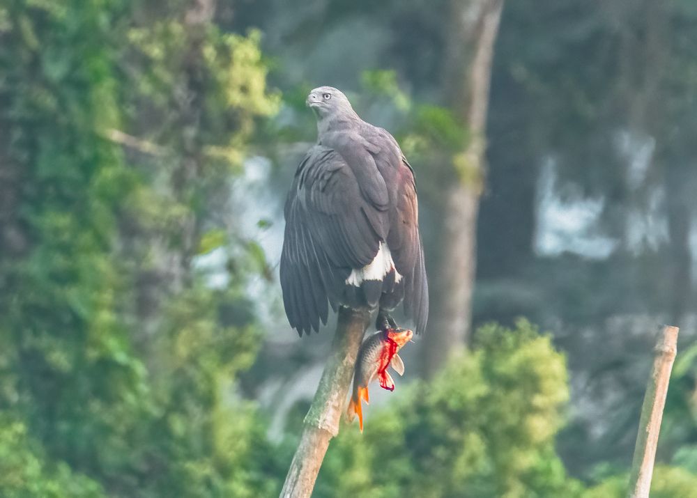 Photograph by Karmakar Kousik