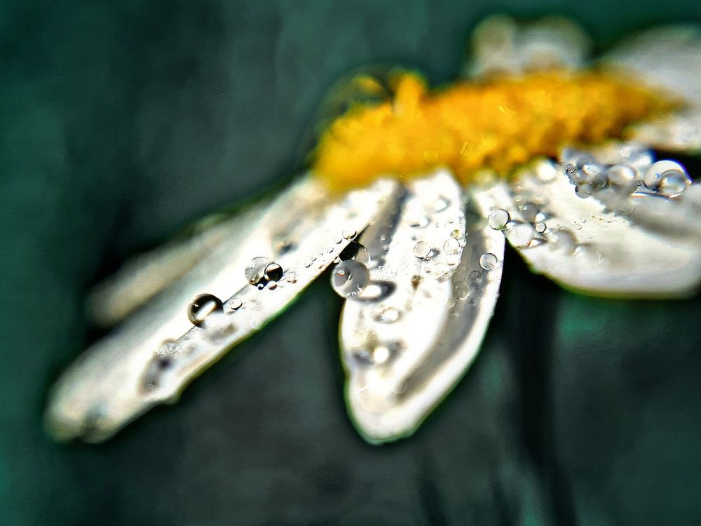 Photograph by Ольга Веселова