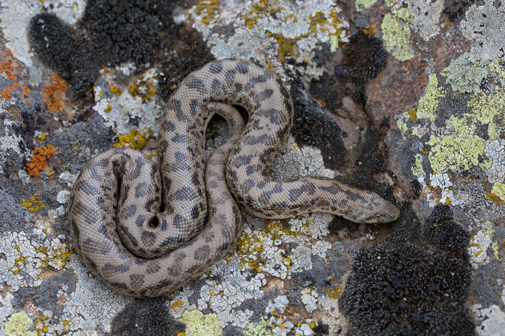 Photograph by Natalya Snegovaya