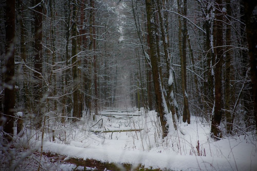 Фотография автора 