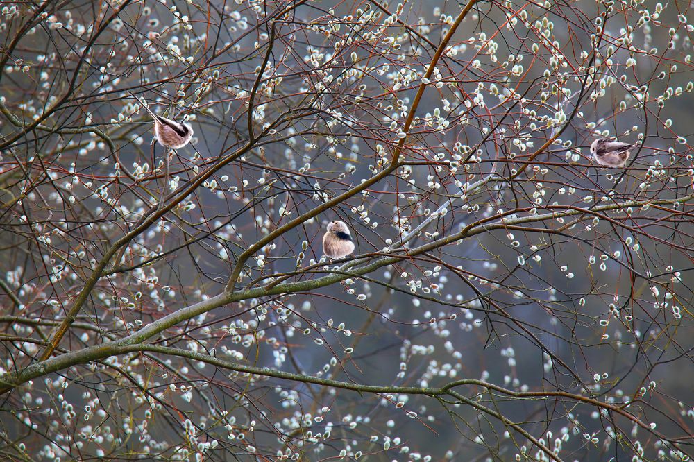 Илллюзия весны.