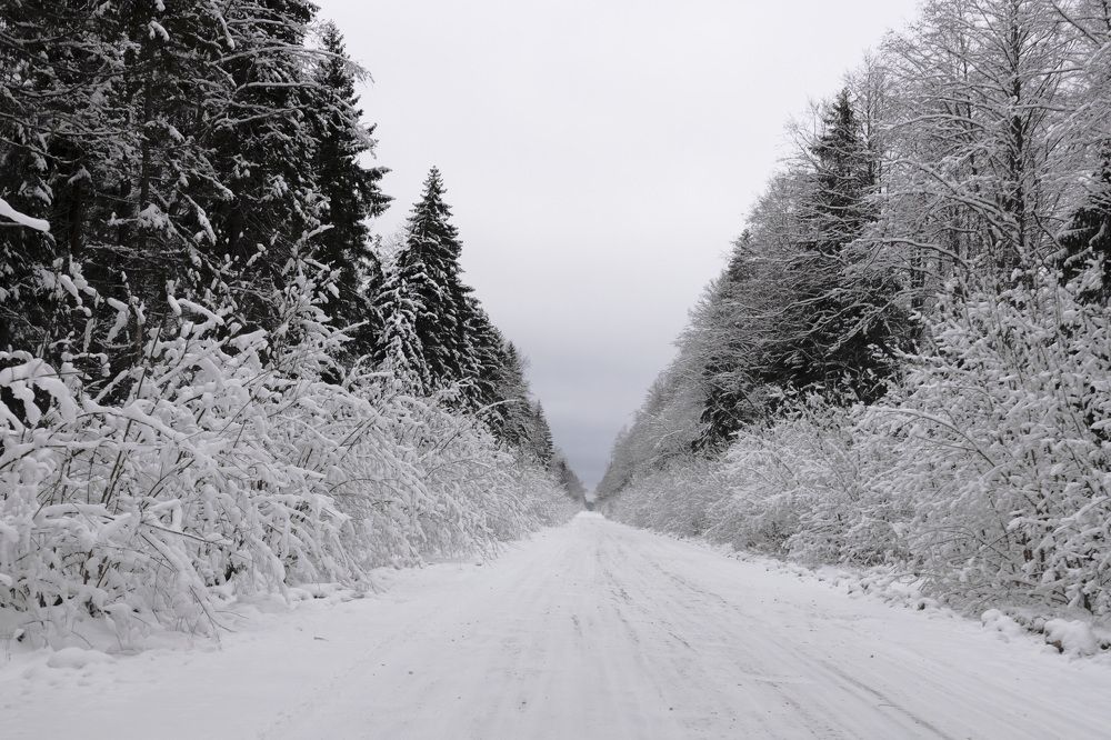 Фотография автора Татьяна Степанова