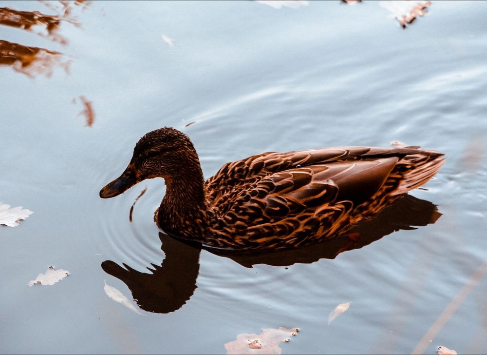 Photograph by Алиса Чеховская