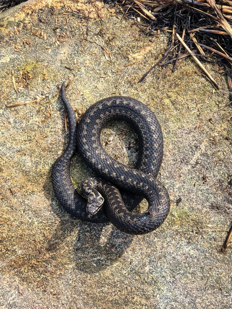 Фотография автора Сергей Ефимов