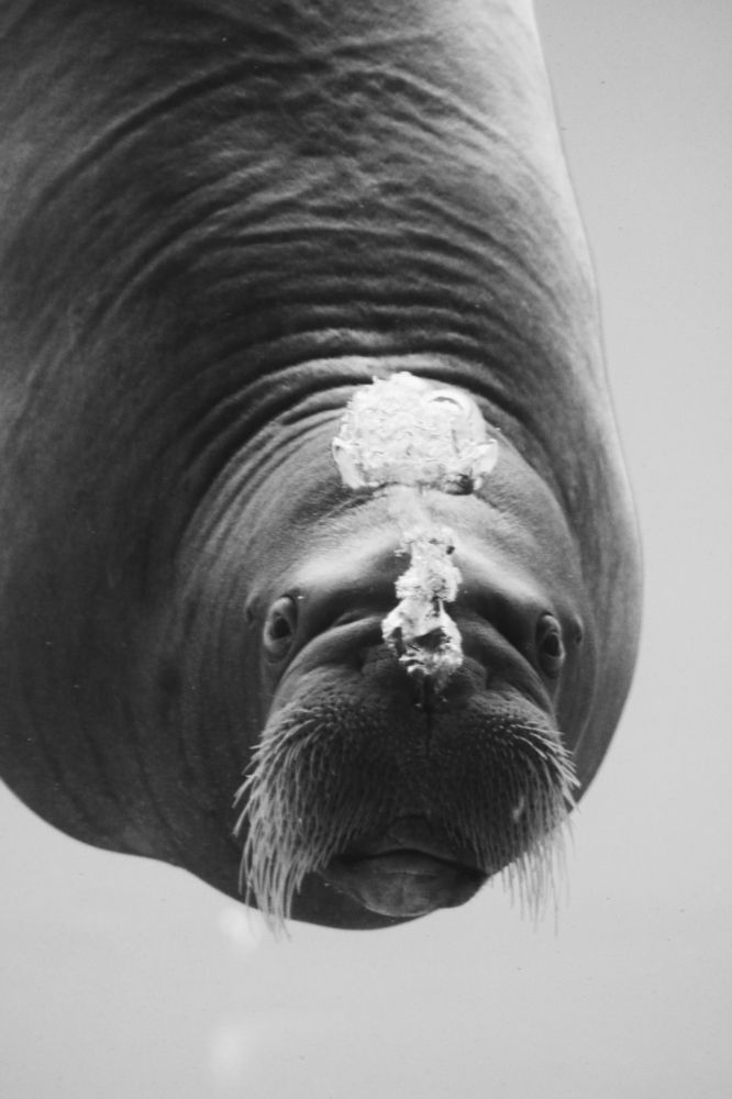 Photograph by Светлана Шуткова