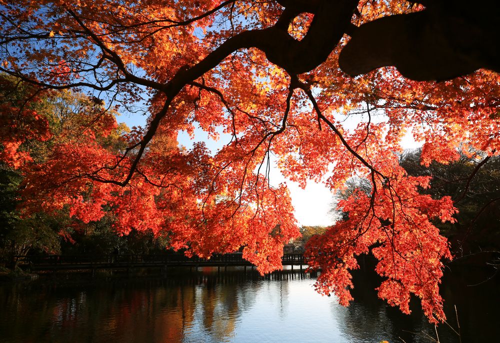 Фотография автора Nikolay Suglobov