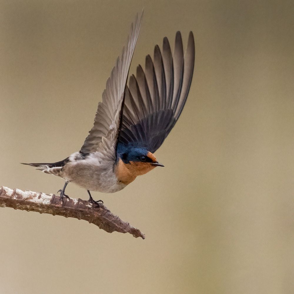 Фотография автора Pham Anh Vu