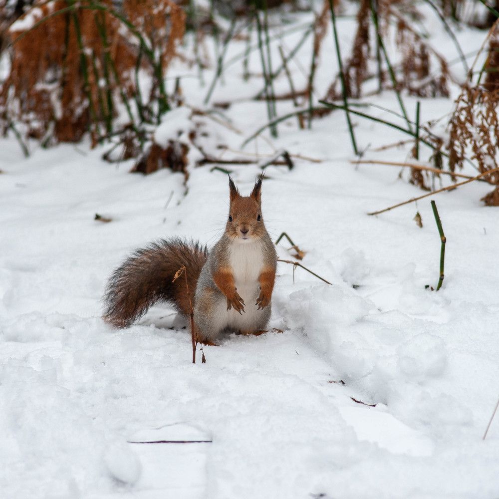 Photograph by Вадим Басов