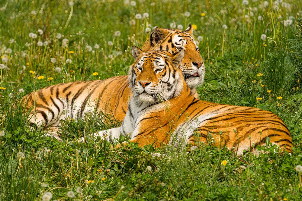 Фотография автора Julia A Caesar