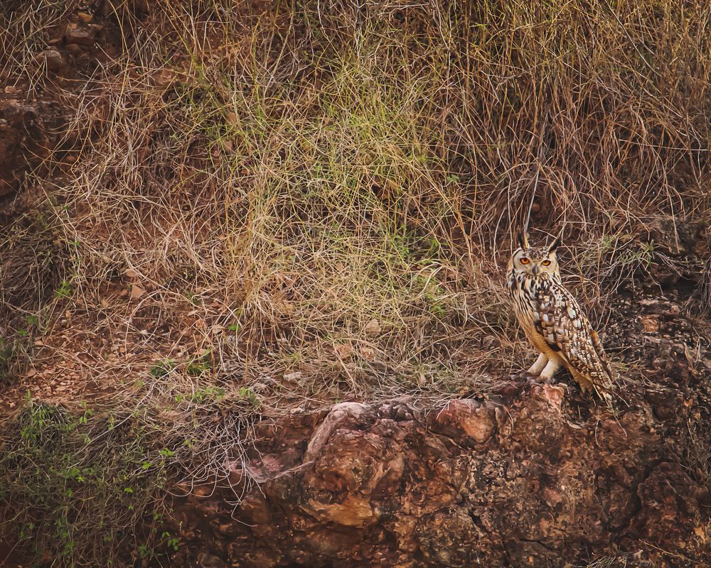 Photograph by Premal Nandpal