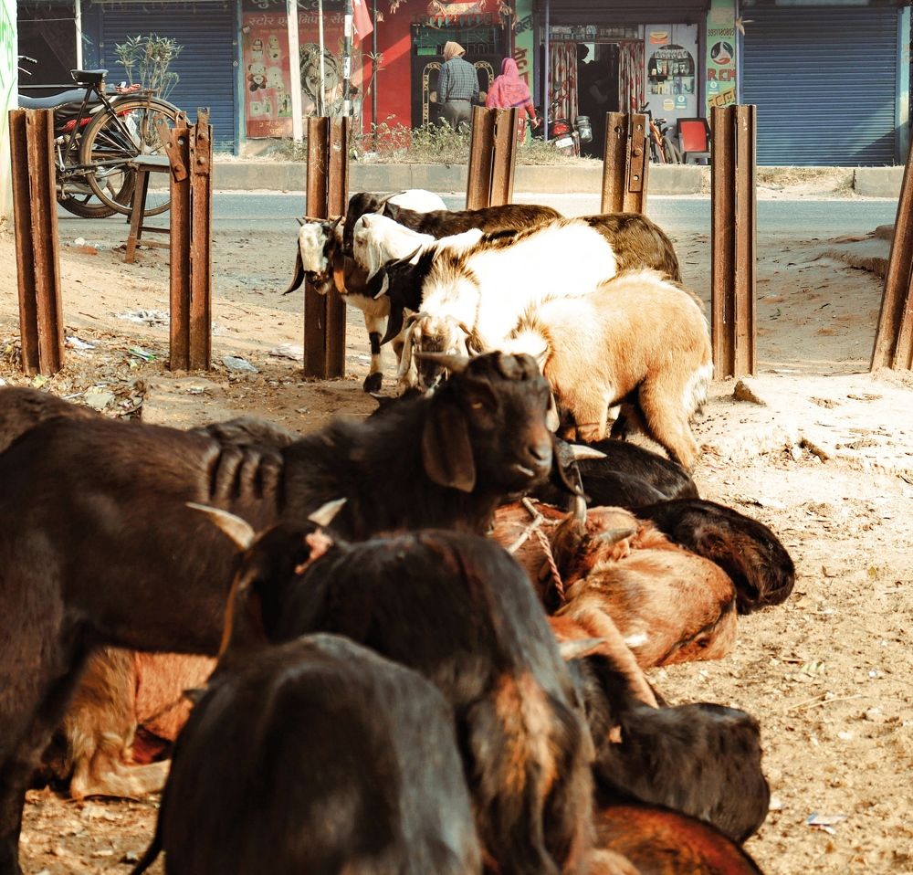 Фотография автора Santanu Dasgupta