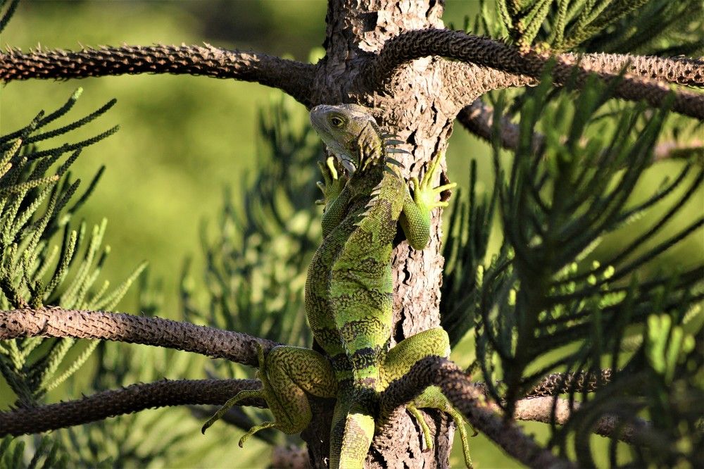 Photograph by Andrés Rivaldo