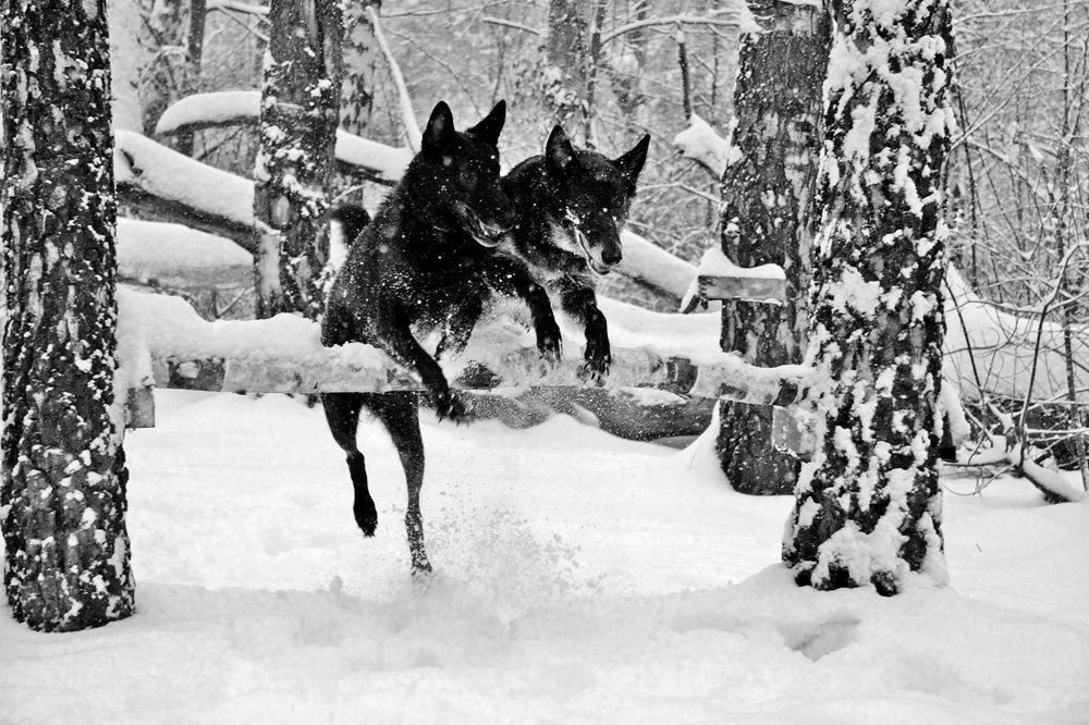 Фотография автора Надежда Лисицына