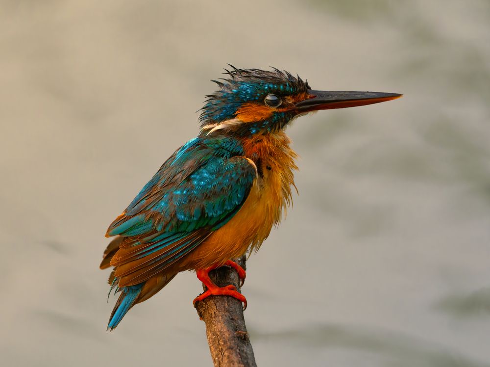 Photograph by G N RAJA