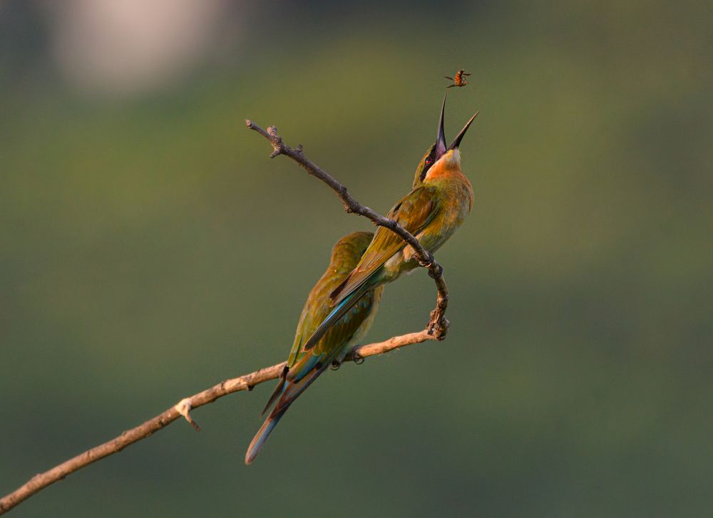 Photograph by G N RAJA