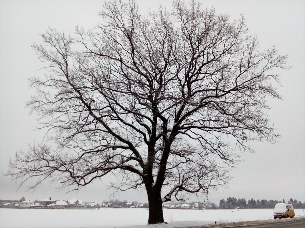 Photograph by Людмила Баглей