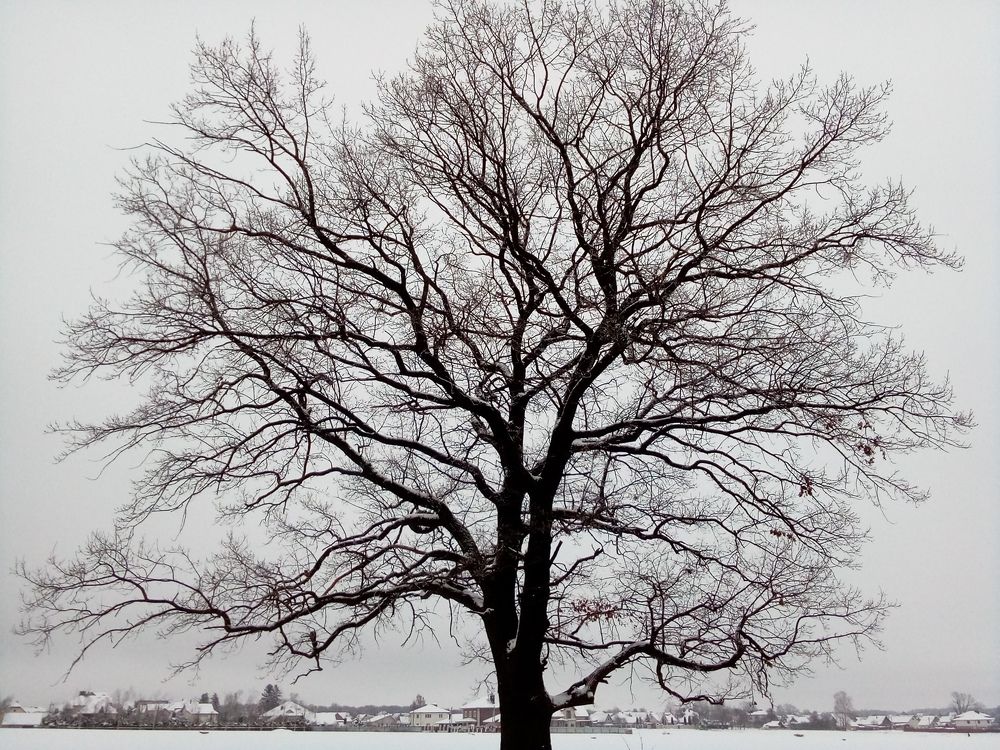 Photograph by Людмила Баглей