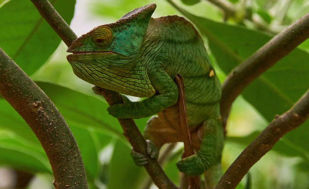 Горбатый ящер