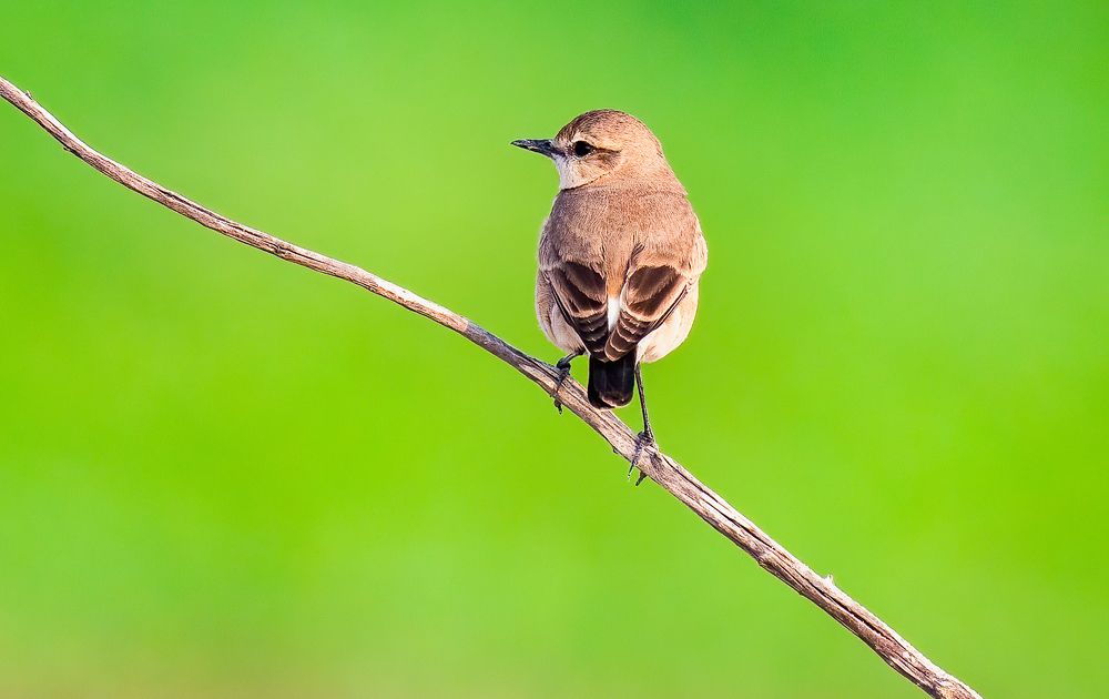 Photograph by Bristow Joseph