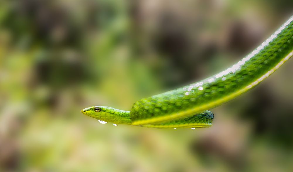 Photograph by Bristow Joseph