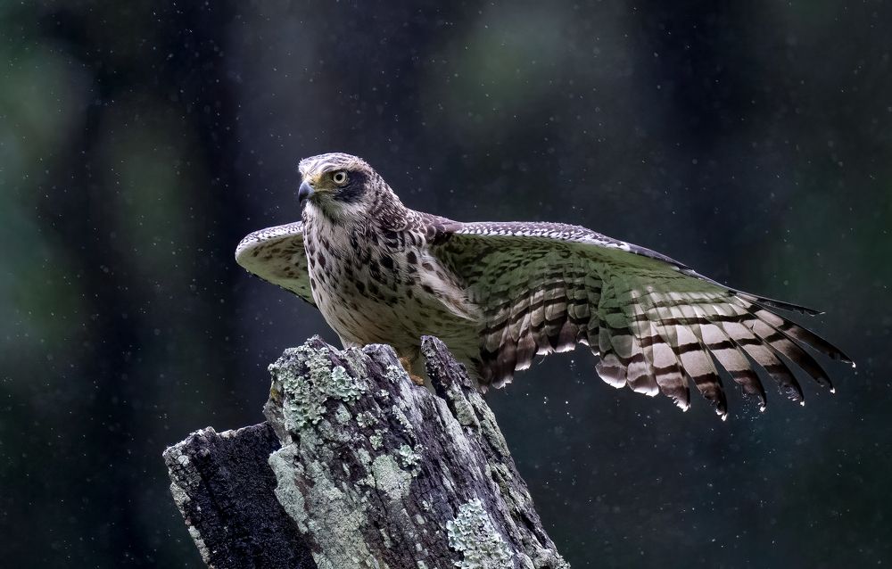 Photograph by Bristow Joseph