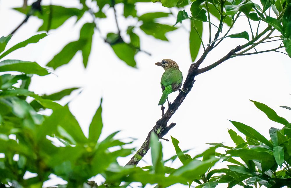 Photograph by Bristow Joseph