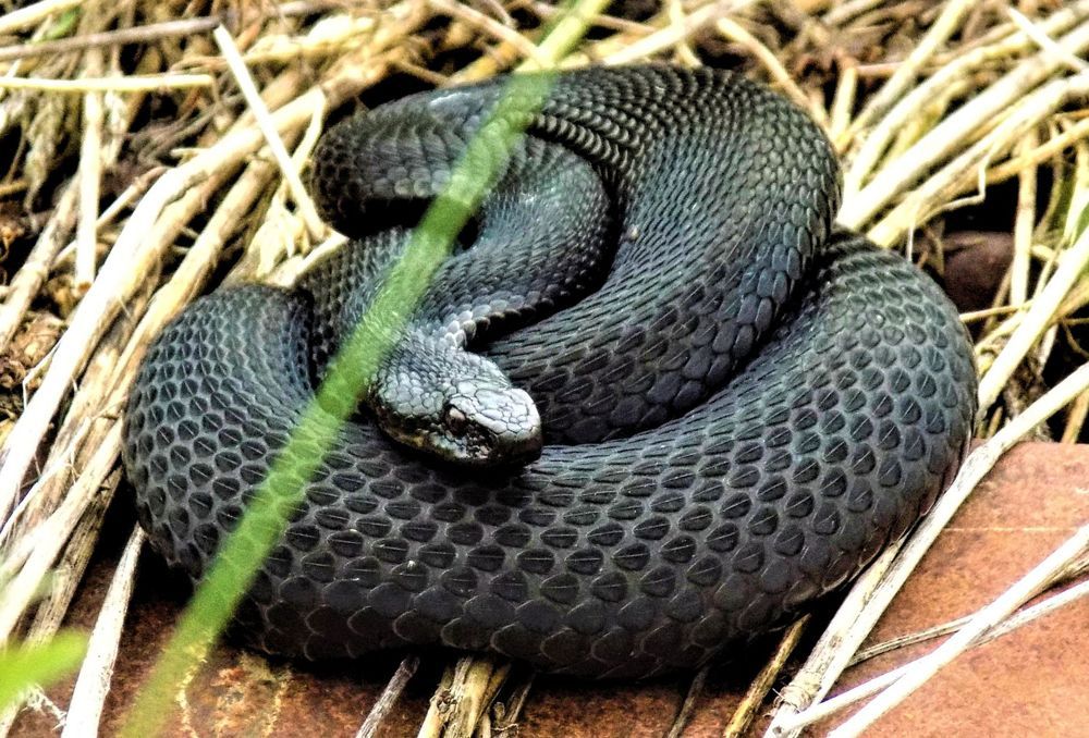 Черный ловец