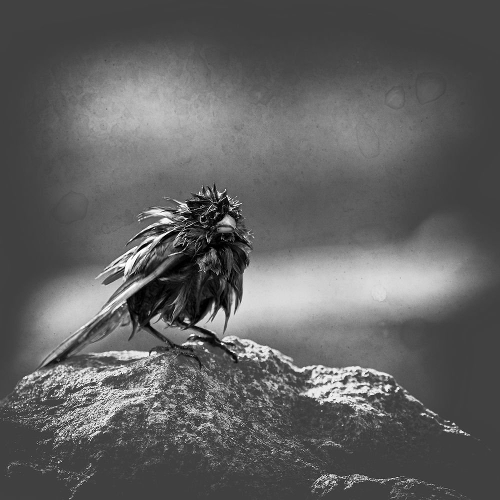 Фотография автора Владимир Борисов