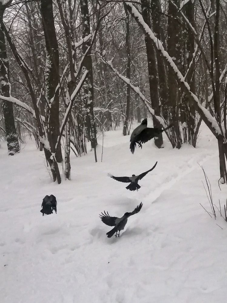 Photograph by Светлана Веселовская