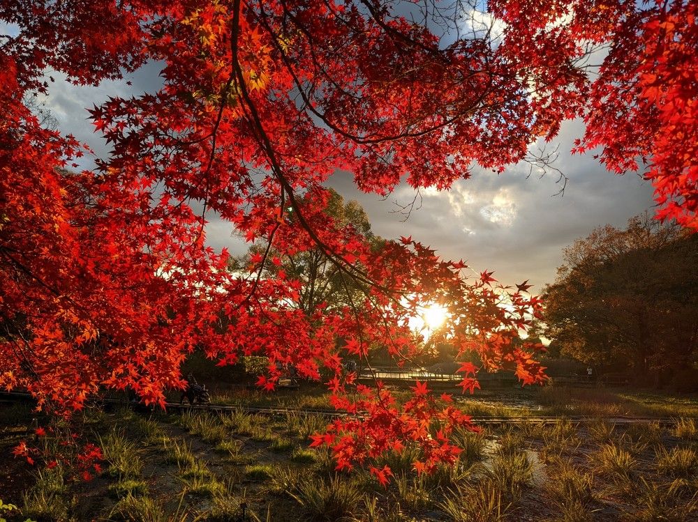 Фотография автора Nikolay Suglobov