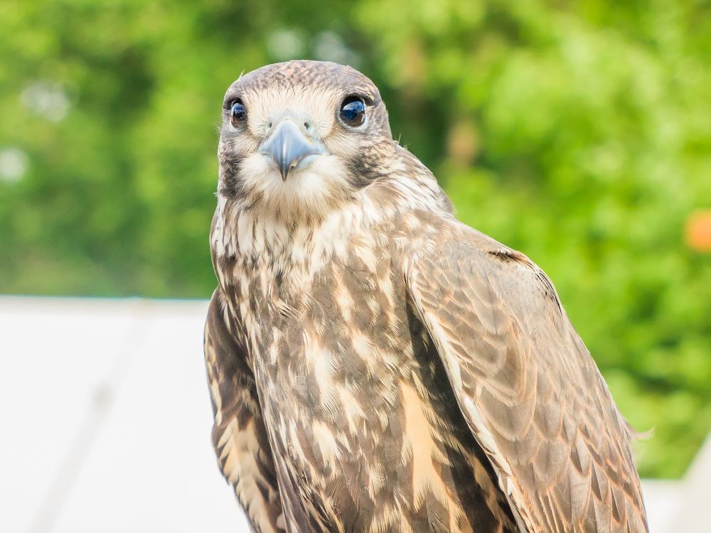 Сокол. Победоносный воин Поднебесья.