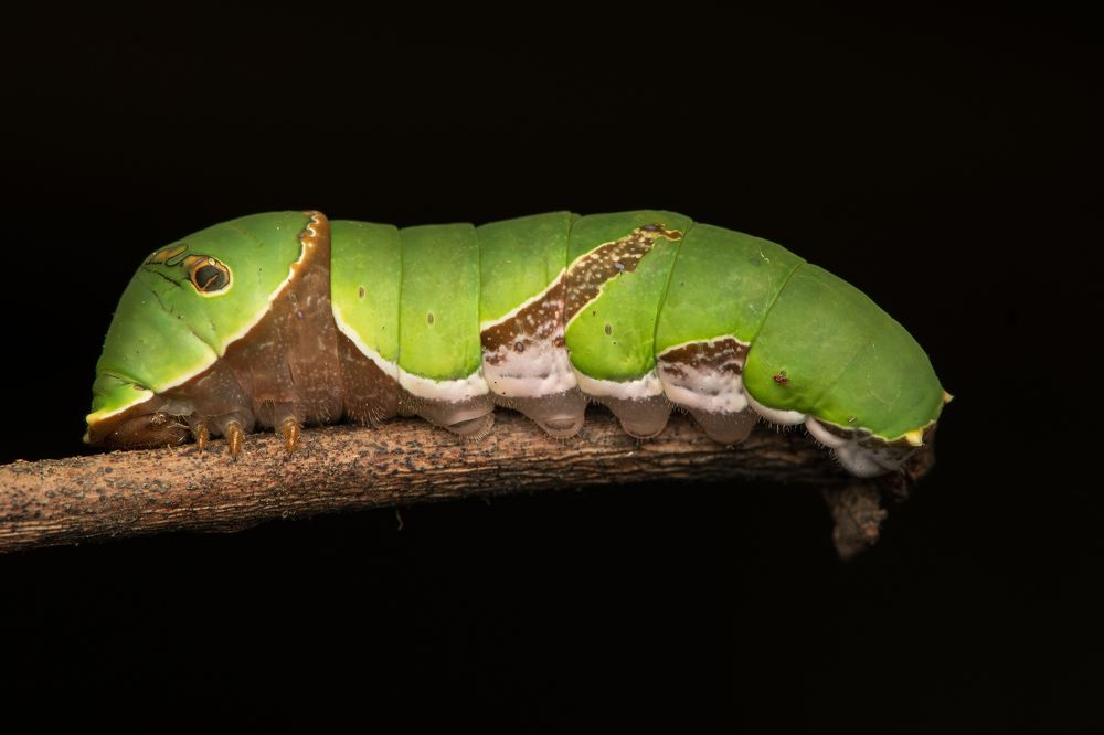 Photograph by Sabari Ganesh Sivakumar