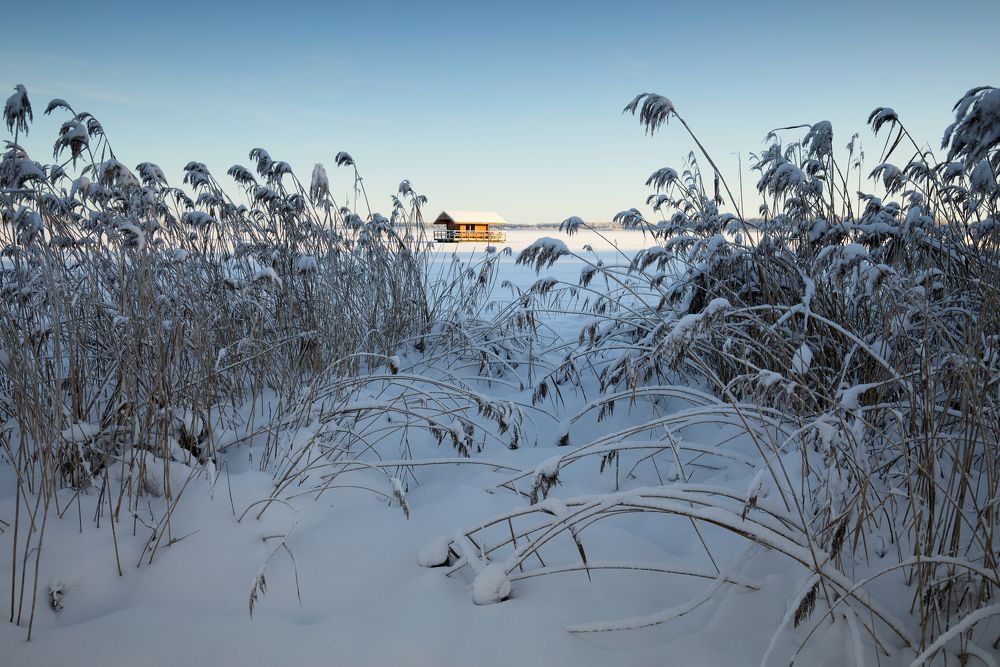 Reeds under the snow