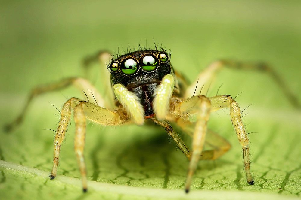 jumping spider