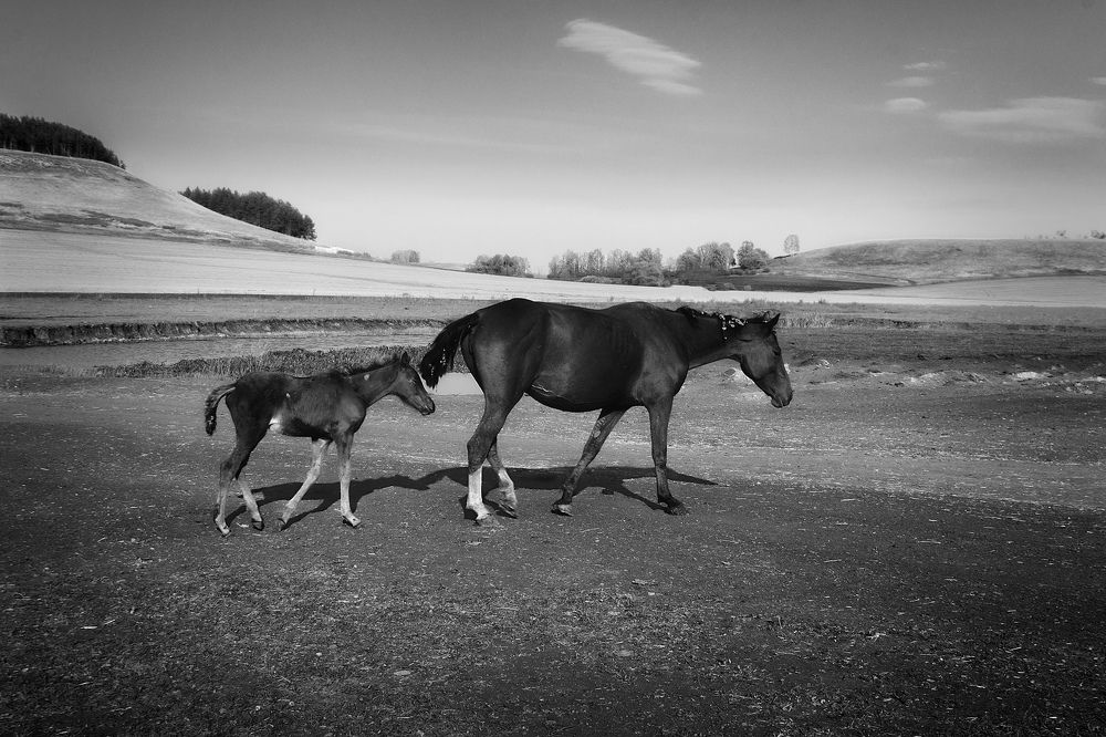 Утомленные солнцем...